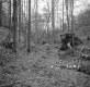 Dingler Property, Forest View