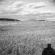Dingler Property, Open Field