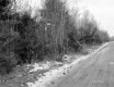 Fitzgerald Property, Forest View