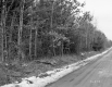 Fitzgerald Property, Forest View