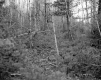 Fitzgerald Property, Forest View