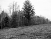 Fitzgerald Property, Field and Forest