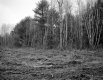 Fitzgerald Property, Field and Forest