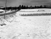 Hutchinson Property, Snow-Covered Crop Fields