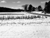 Hutchinson Property, Snow-Covered Crop Fields