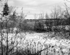 Tofani Property, Plants and Trees in Snow-Covered Field