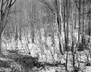 Decker Property, Forest View