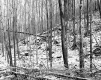 Decker Property, Forest View