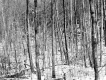Decker Property, Forest View