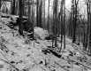 Decker Property, Forest View