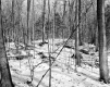 Decker Property, Forest View