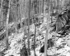 Decker Property, Forest View