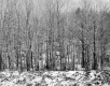 Decker Property, Forest View