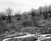 Tarte Property, Trees and Shrubs in Field