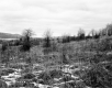 Tarte Property, Trees and Shrubs in Field