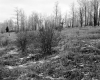 Tarte Property, Trees and Shrubs in Field