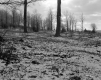 Tarte Property, Field and Forest