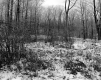 Tarte Property, Forest View