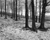 Tarte Property, Forest View
