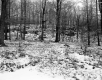 Tarte Property, Forest View