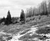 Tarte Property, Trees and Shrubs on Hill
