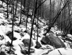 Allaire Property, Forest View