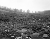 Allaire Property, Farm Fields