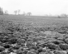 Brodeau Property, Farm Fields