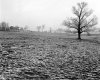 Brodeau Property, Farm Fields