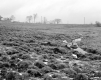 Brodeur Property, Farm Fields