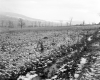 Brodeur Property, Farm Fields