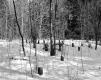 Cheeseman Property, Logging in Forest
