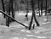 Cheeseman Property, Logging in Forest