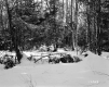 Cheeseman Property, Forest View