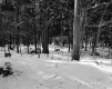 Cheeseman Property, Forest View