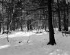 Cheeseman Property, Forest View