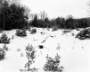 Bruso Property, Snow-Covered Field and Forest