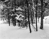 Bruso Property, Forest View