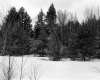 Bruso Property, Snow-Covered Field and Forest