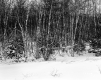 Bruso Property, Forest View