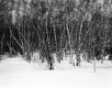 Bruso Property, Forest View