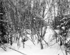 Bruso Property, Forest View