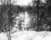 Hibbard Property, Logging in Forest