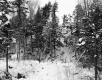 Hibbard Property, Tree-Covered Hill