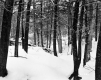 Hibbard Property, Forest View