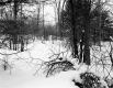 Hibbard Property, Trees in Snow-Covered Field