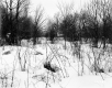 Hibbard Property, Snow-Covered Field and Forest