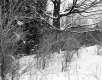 Hibbard Property, Forest View