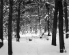 Hibbard Property, Forest View