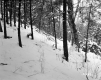 Hibbard Property, Forest View